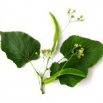 Purchase prints of my photos © 2009 Virens. All rights reserved. Please click on the plant's Family (Set) to see my photos of its growth habit and characteristics.