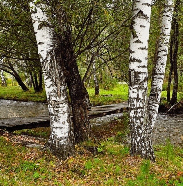 White Birch Tree