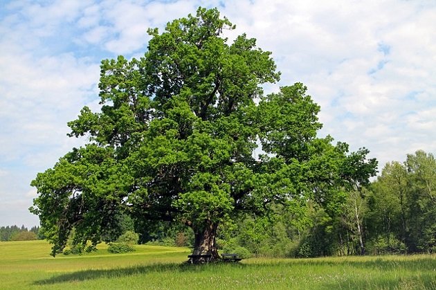 White oak tree